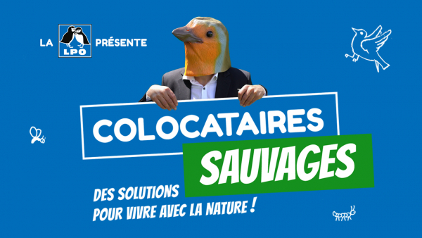 Colocataires sauvages